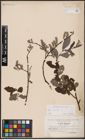 Foto von Salix aurita L.